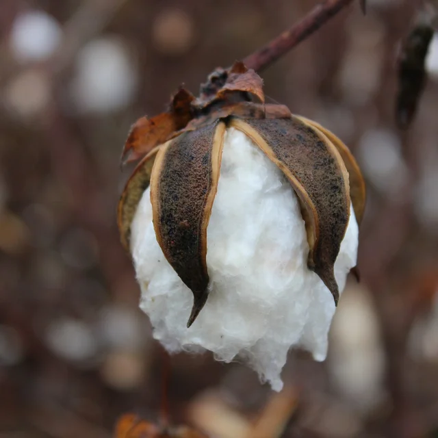 Vải Cotton
